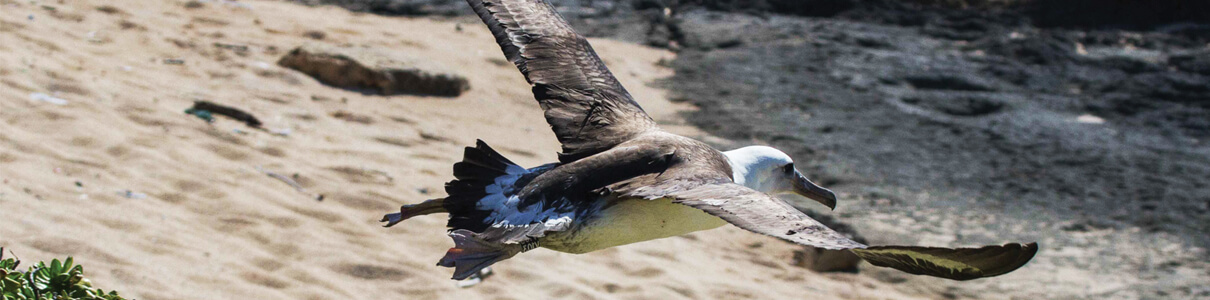 Translocated Laysan Albatross chick fledging by Robby Kohley