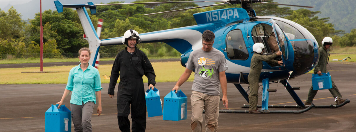 Transporting the Newell's Shearwater chicks from the Princeville airport to their new home. Photo by Lindsay Young/Pacific Rim Conservation