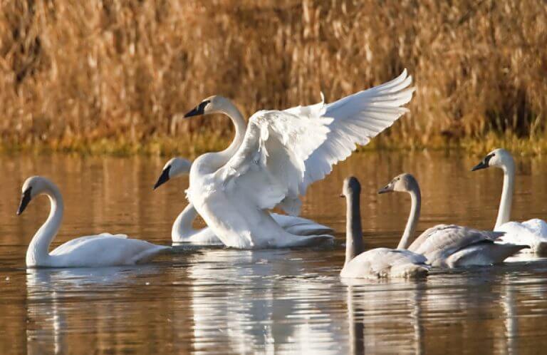 Trumpeter Swan, MCarter, Shutterstock