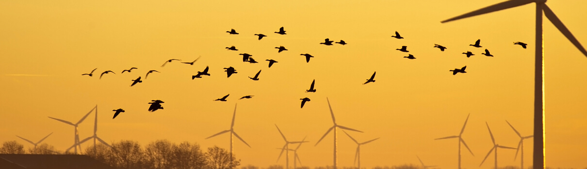 Wind turbines and birds