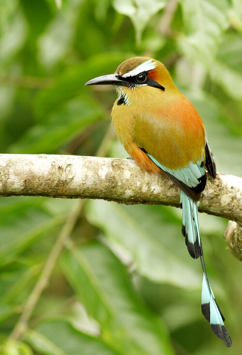 Turquoise-browed Motmot_Luke Seitz_U