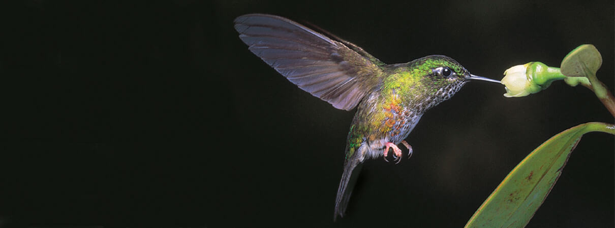 Colorful Puffleg. Photo by Luis Mazariegos