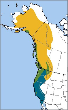 Varied Thrush range map, ABC