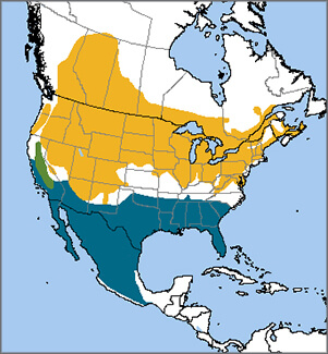 Horned Lark map, NatureServe