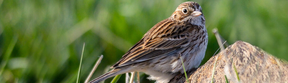 Vesper Sparrow, Klamath Bird Observatory