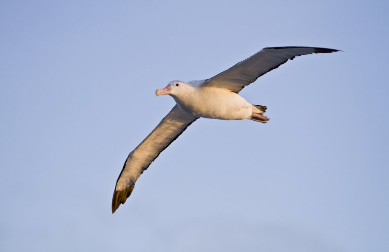 Wandering Albatross is a type of seabird.