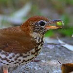 Wood Thrush by Greg Homel, Natural Elements Productions