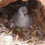 Wedge-tailed Shearwater chick in burrow by Digital Studio J, Shutterstock