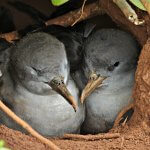 Wedge-tailed Shearwater pair by Chao (Jimmy) Wu, Macaulay Library at the Cornell Lab of Ornithology