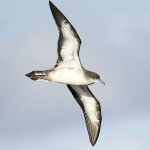 Wedge-tailed Shearwater by David Alvarez, Macaulay Library at the Cornell Lab of Ornithology