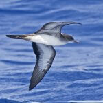 Wedge-tailed Shearwater by Tammy McQuade, Macaulay Library at the Cornell Lab of Ornithology