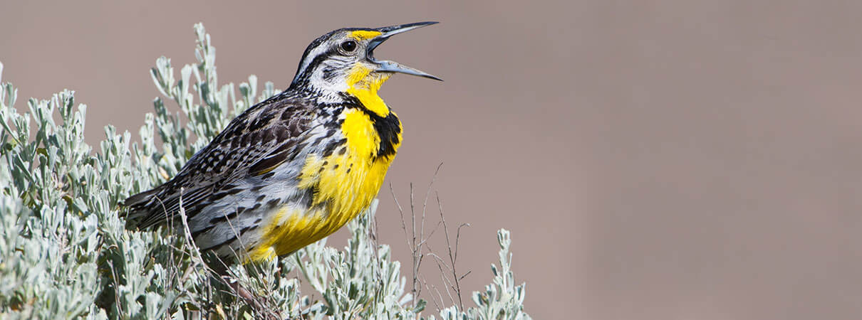 By harming pollinators and natural pest control agents like birds, neonics harm the species on which farmers depend. Photo by Tim Zurowski/Shutterstock