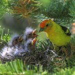 Western Tanager at nest with chicks by Matthew Pendleton, Macaulay Library at the Cornell Lab of Ornithology