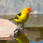 Western Tanager by Birdiegal, Shutterstock