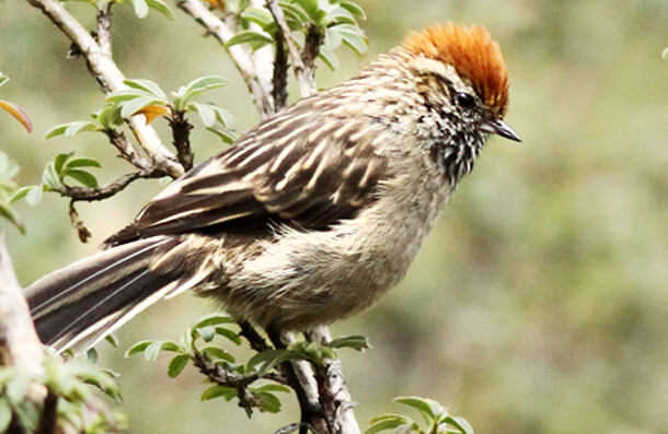 White-browed Title Spinetail, Luke Seitz