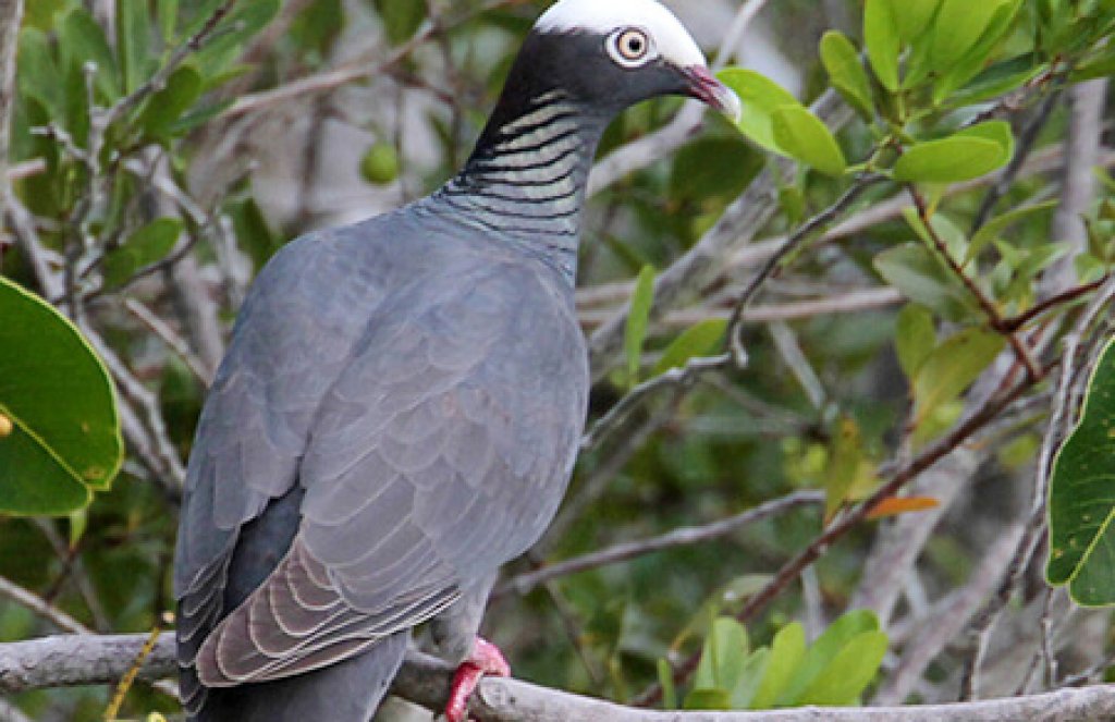 White-crowned Pigeon, Greg Lavaty