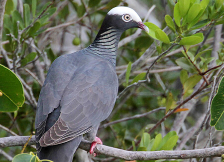 White-crowned Pigeon, Greg Lavaty