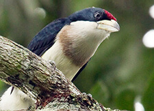 White-mantled Barbet, Dusan Brinkhuizen