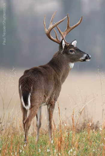 White-tailed Deer, Paul Tessier/Shutterstock