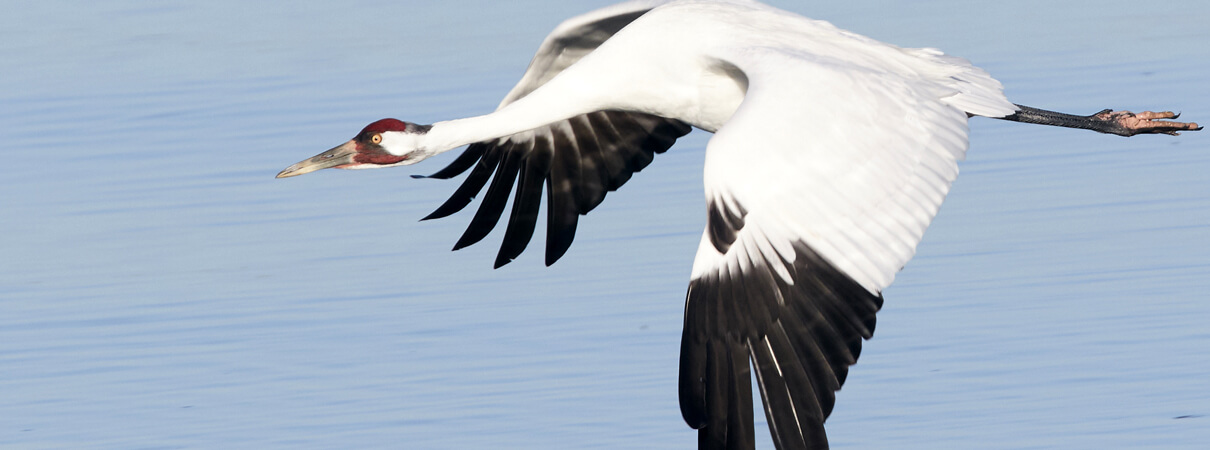 Whooping Crane_Kent Ellington_Shutterstock