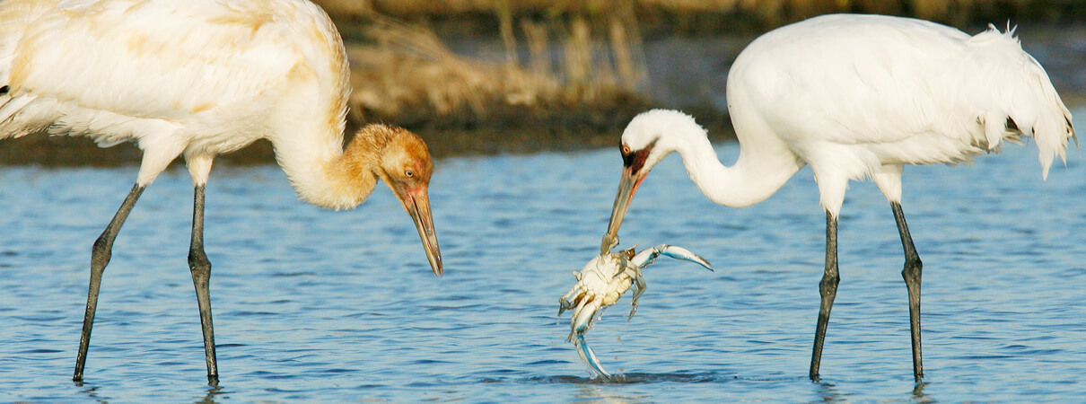 The Whooping Crane population dropped to just 16 birds in the 1940s. Today, due to ongoing captive breeding and reintroduction programs, the wild population has grown to approximately 450 birds throughout North America. The species remains listed as endangered under the Endangered Species Act. Photo by Brian Small