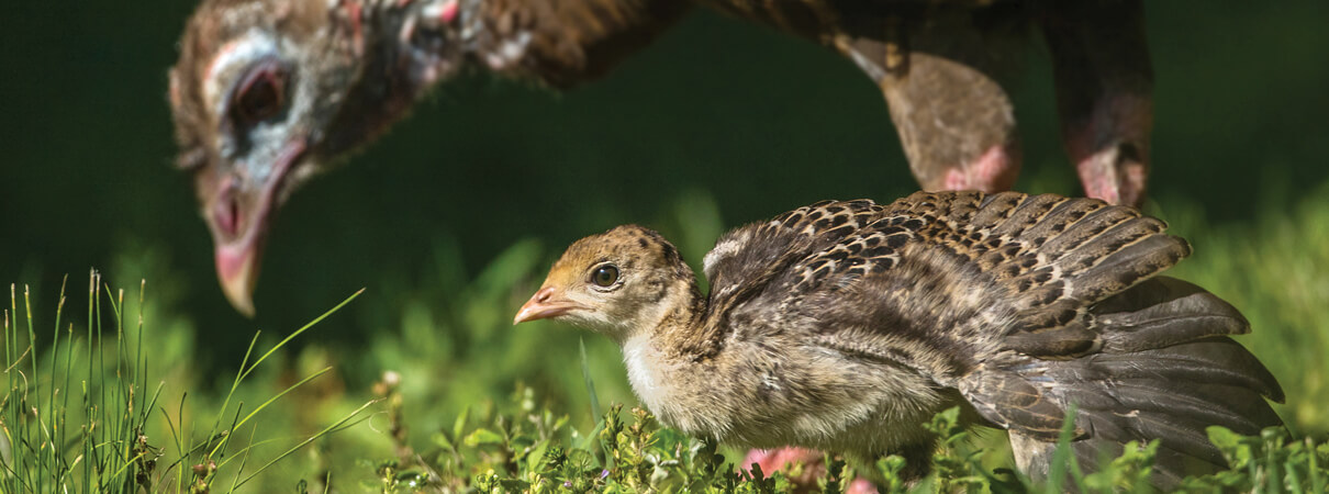 Wild Turkey and poult by Kristen Nicholas