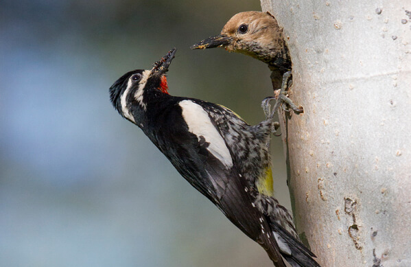 Williamson's Sapsucker pair, Ron Dudley