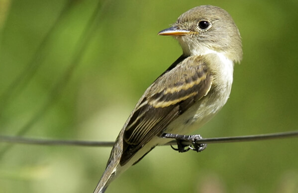 Willow Flycatcher, Tom Grey