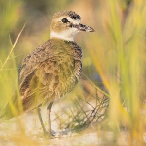 Wilson's Plover, Kristian Bell/Shutterstock. Gulf Birds