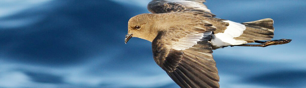 Wilson's Storm-Petrel, Luke Seitz