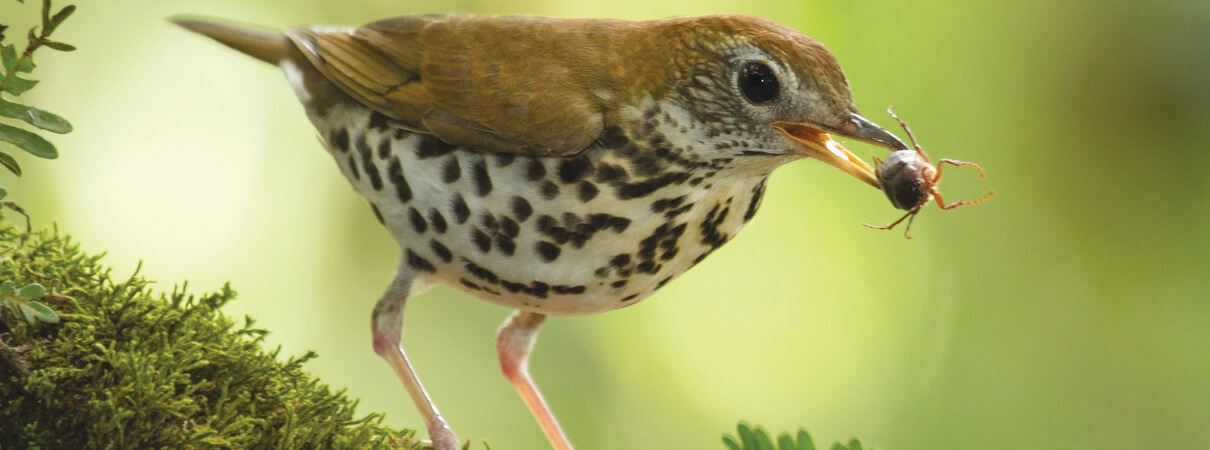 Wood Thrush in winter by Chris Jimenez/Nature Photo