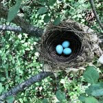 Wood Thrush nest by Jack Holly Bartholmai, Macaulay Library at the Cornell Lab of Ornithology