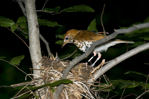 Wood Thrush with Geolocator by Elizabeth Gow