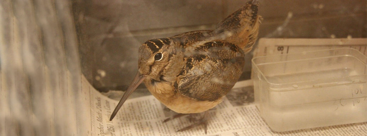 An American Woodcock regains strength in a warm, quiet space in Stockton's Animal Lab. Photo by Susan Allen