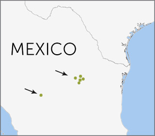 Worthen's Sparrow range map from Cornell