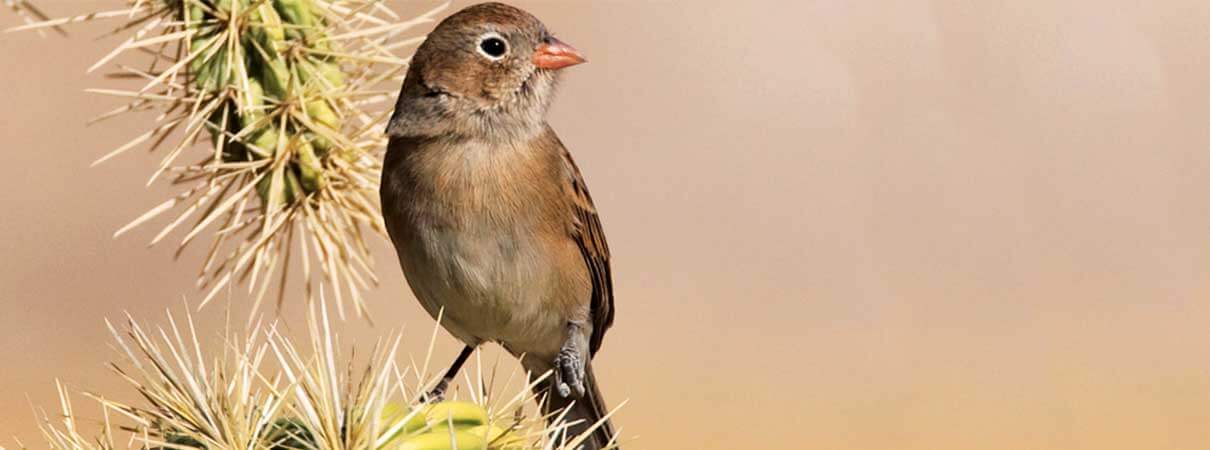 Worthen's Sparrow, Antonio Hidalgo