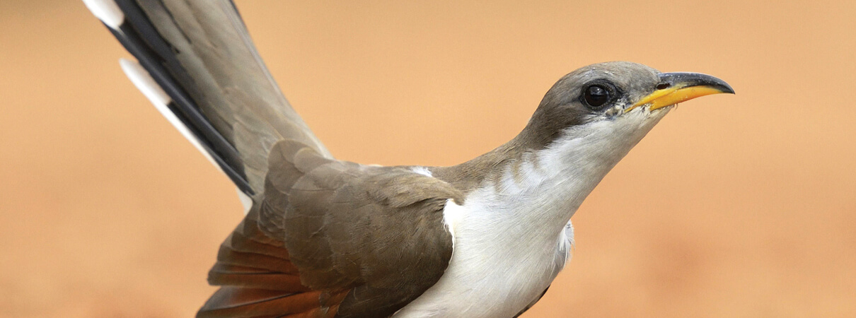 Yellow-billed Cuckoo by Rolf Nussbaumer Photography / Alamy Stock Photo