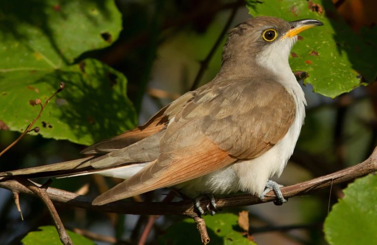 Yellow-billed Cuckoo