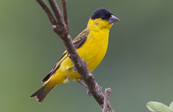 Yellow-faced Siskin, Ciro Albano, nebrazilbirding.com