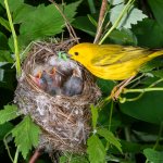 Yellow Warbler feeding chicks by Ivan Kuzmin, Shutterstock