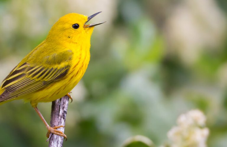 Yellow Warblers nest throughout much of North America, and winter in Central America and northern South America. Photo by Double Brow Imagery/Shutterstock