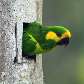 Yellow-eared Parrot. By: Fundacion Proaves