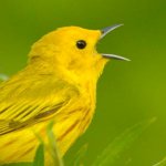 Yellow Warbler