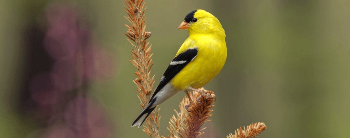 The American Goldfinch is a common backyard bird across the United States. 