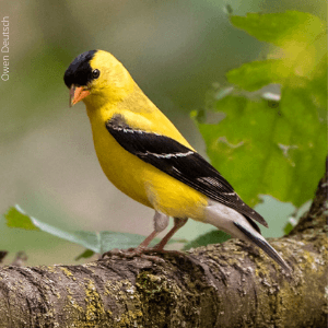 American Goldfinch