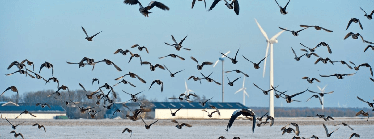 Birds and turbine