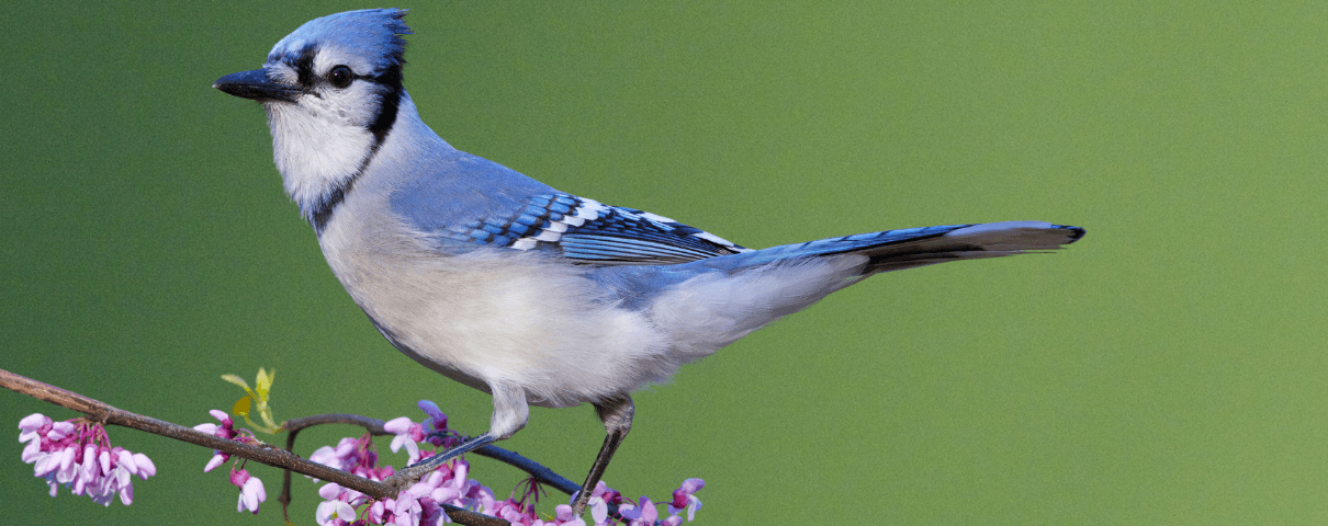 The Blue Jay is a common backyard bird in the eastern United States. 