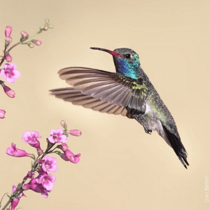 Broad-billed hummingbird