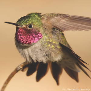 Broad-tailed Hummingbird