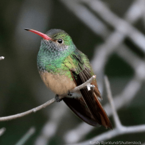 Buff-bellied Hummingbird